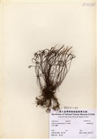 藏品(線葉鐵角蕨)的圖片
